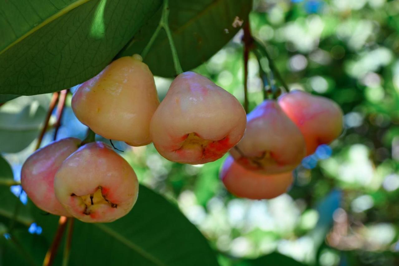 Hacienda La Huerta Puerto Plata, 1 Bdr别墅 外观 照片